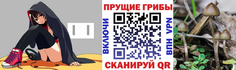 продажа наркотиков  Бологое  Псилоцибиновые грибы мицелий 